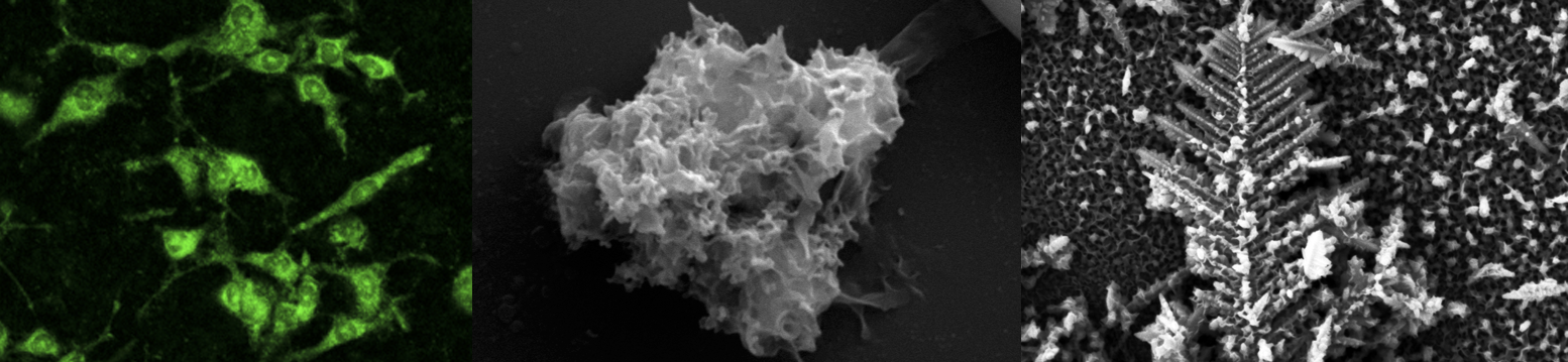 Fluorescence microscopy of cells, SEM of a nanostructured particle, and electrochemically grown gold nano-dendroids