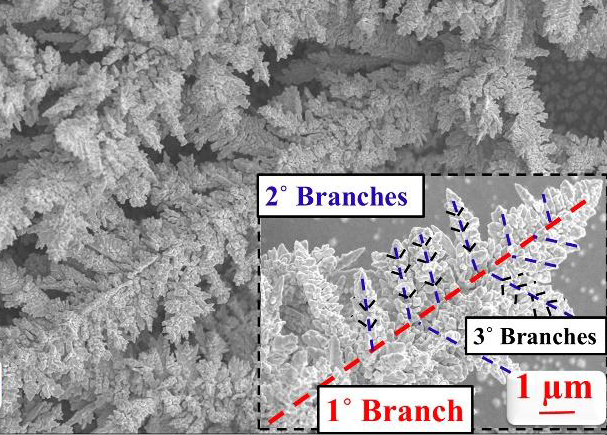Scanning electron micrograph of electrochemically grown gold nano-dendroids showing first, second and third order branches
